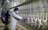 سهامداران کشتارگاه صنعتی مرغ و طیور خواستار حمایت دولت شدند