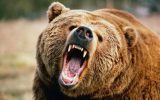 حمله خرس قهوه ای به اهالی روستای سردها در شهرستان سراب باعث مجروحیت 3 نفر گردید