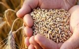 مشکلات تولید کنندگان بذر گندم