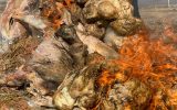 کشف و ضبط و معدوم سازی 1235 کیلوگرم گوشت کشتار غیر مجاز و حمل غیر بهداشتی در شهرستان سراب