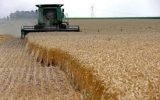 ذخیره گندم‌ برای مصرف یکسال نانوایی های آذربایجان شرقی وجود دارد